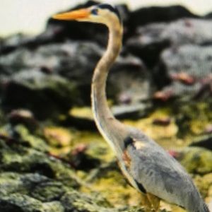 Meet your Posher, Prince